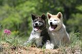 AKITA INU 385